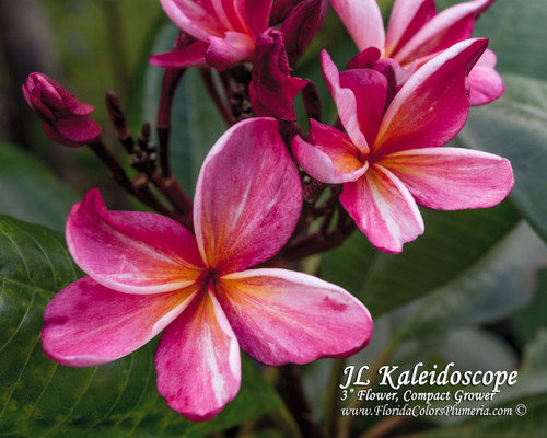 kaleidoscope_4573__07469.