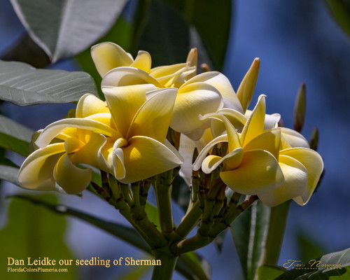 Dan Leidke Plumeria Introduced by Florida Colors Nursery