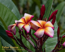 Father Damien FCN Plumeria