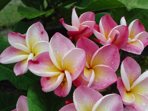 J23 Plumeria