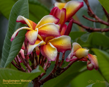 Bangkampoo Mercury aka Lueang Thammasat Plumeria