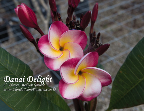 Danai Delight Plumeria