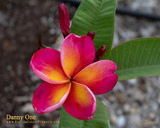 Danny One Plumeria