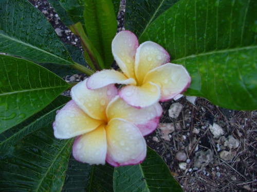 EDI_MORAGNE_5__27032.