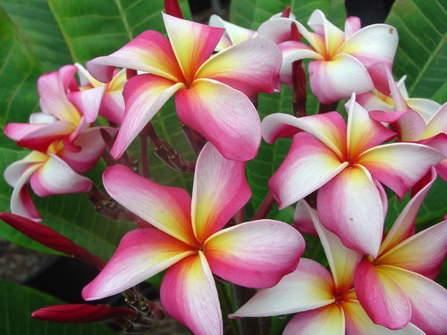 Englewood Plumeria