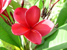 J59 Plumeria