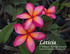 Leticia Plumeria