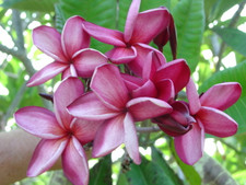 Michelle Gervais FCN Plumeria