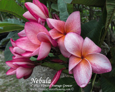 Nebula FCN Plumeria