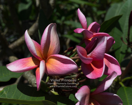 Cherokee Geisha Plumeria Introduced by Jungle Jack aka New Violet
