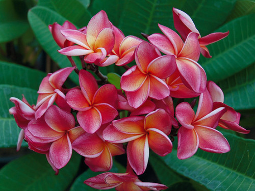Dulcemia Plumeria Introduced by Jungle Jack aka Orange 60
