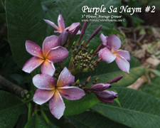 Purple Sa Neym aka Siam Lavender Plumeria