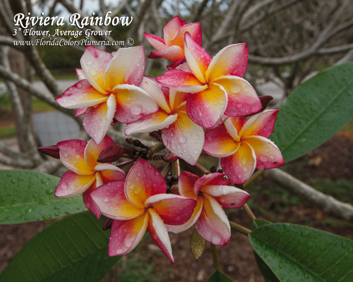 Riviera_Rainbow_9429__68510.