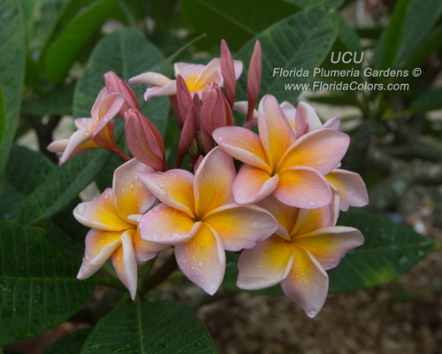 【258】plumeriaページ UCU_3917__86554.1733420983.500