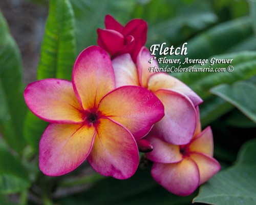＊Plumeria＊様リクエスト2点 Fletch_0989__67047.1733420969.