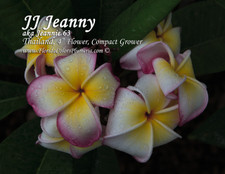 Jenny JJ aka Jeannie 63 Plumeria