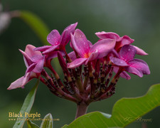 Black Purple aka Muang Anchan Plumeria