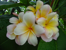 Mareno's Rainbow Plumeria