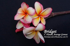 Bridget FCN Plumeria