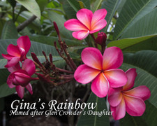 Gina's Rainbow FCN  Plumeria