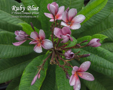 Ruby Blue Plumeria