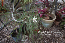 P. filifolia Plumeria