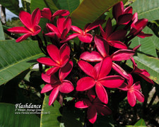 Flashdance FCN Plumeria