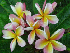 Hawaiian Church Plumeria