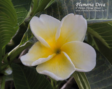 Plumeria Diva by Florida Colors Nursery