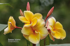 Summer Solstice Plumeria