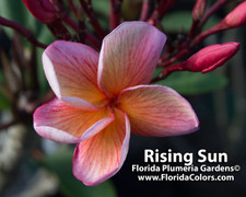 Rising Sun Plumeria