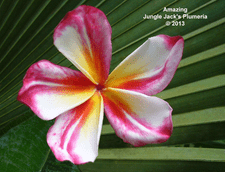 Amazing JJ Plumeria