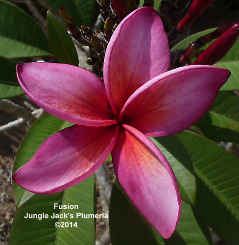 Fusion Plumeria Introduced by Jungle Jack