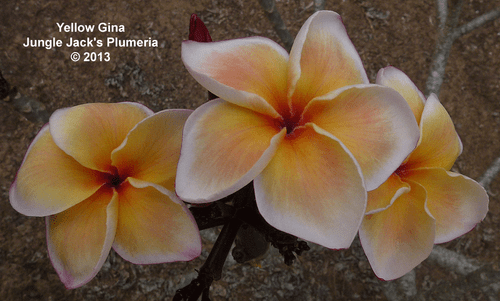 Yellow Gina Plumeria Introduced by Jungle Jack