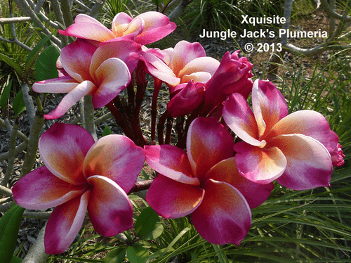 Xquisite Plumeria Introduced by Jungle Jack
