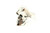 Sterling Silver Skull Ring 072522