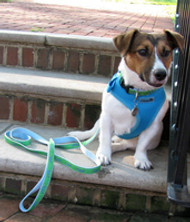 The Difference Between Dog Harnesses Explained!