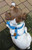 Ben wearing a soft mesh dog harness in size medium