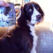 Awesome #Pawsliving photo of Roxy from Michele!