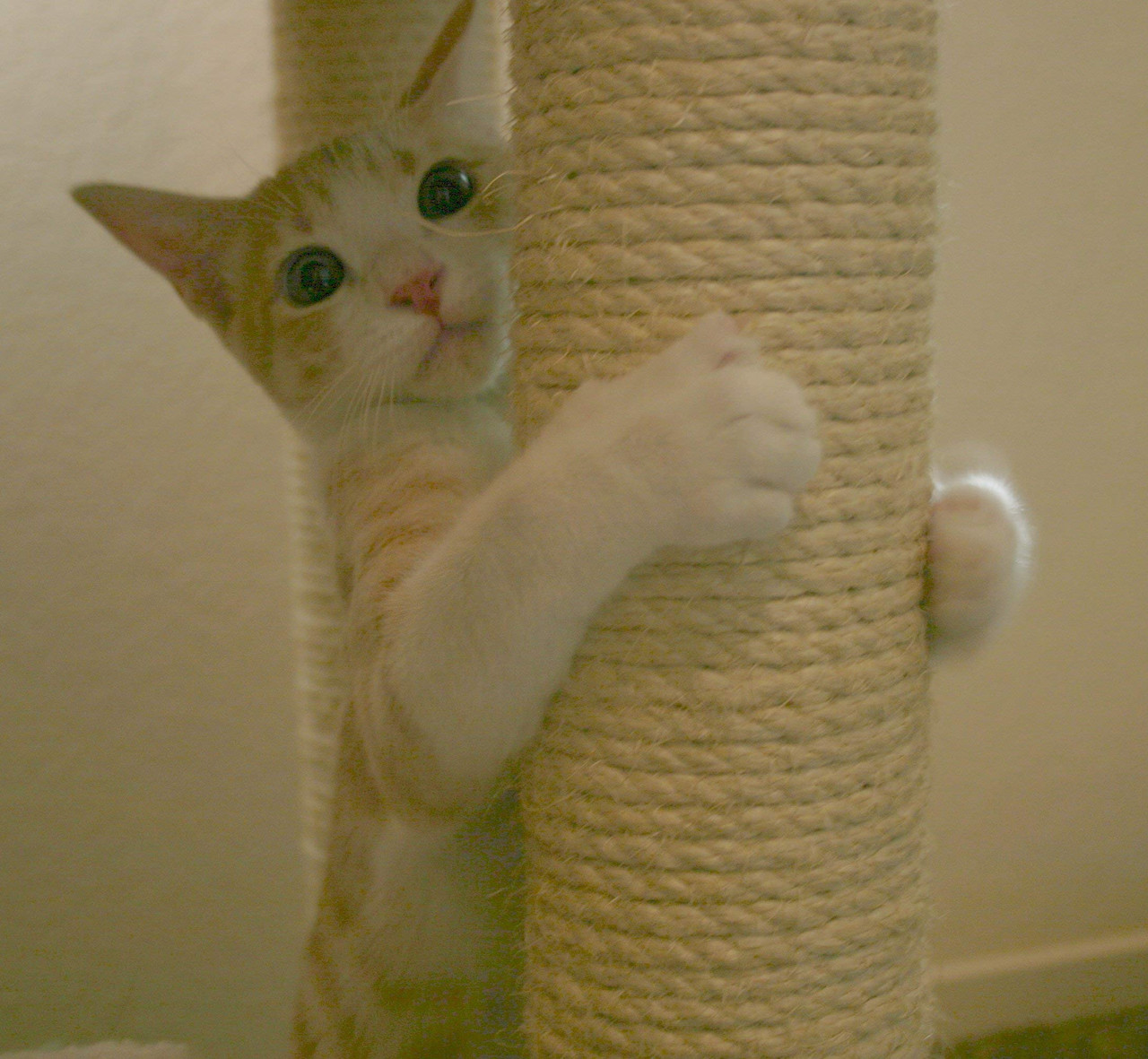 meowijuana catnip spray