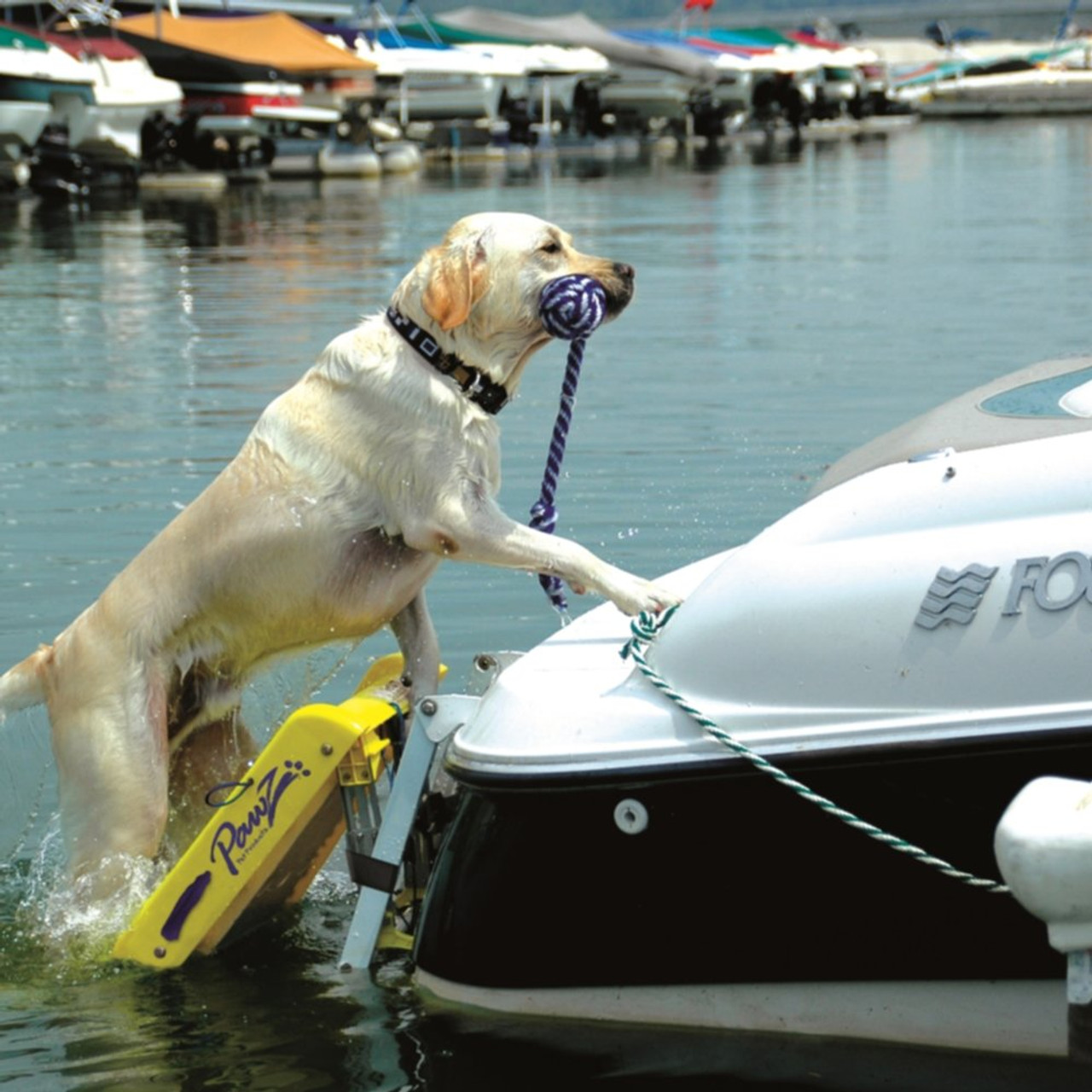 Paws aboard hot sale boat ladder