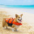 Outward Hound Dog Life Jackets - Beginner, Intermediate and Expert Swimmer Dog Life Vests