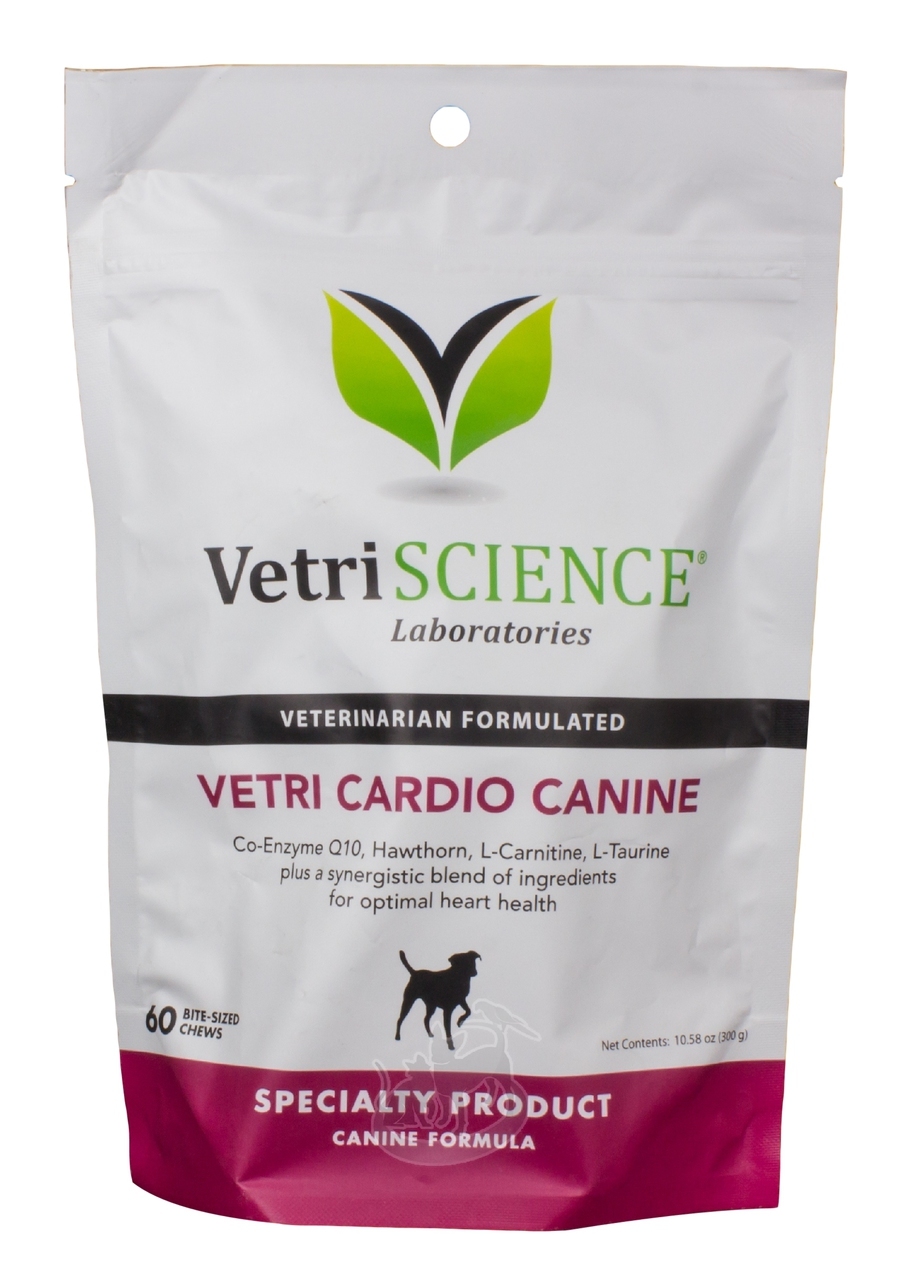 dog wearing a backpack