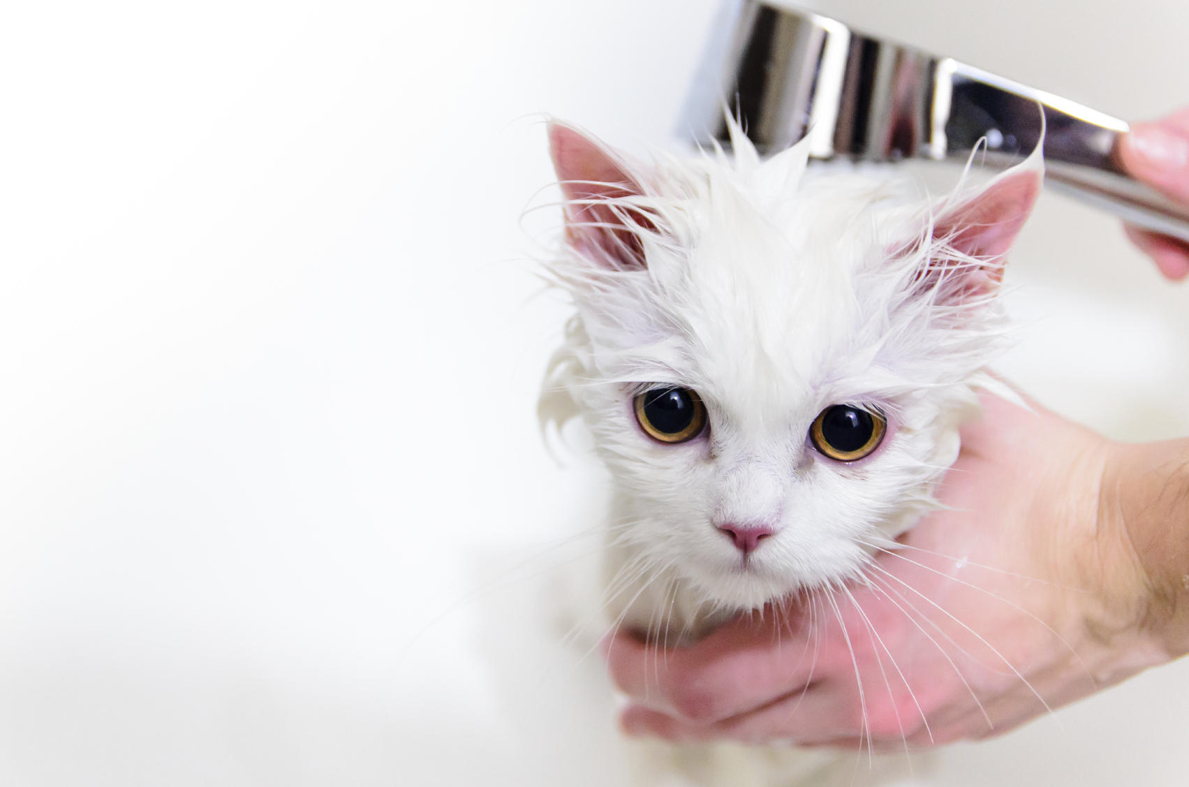 Should You Bathe Your Cat? Pet Wish Pros