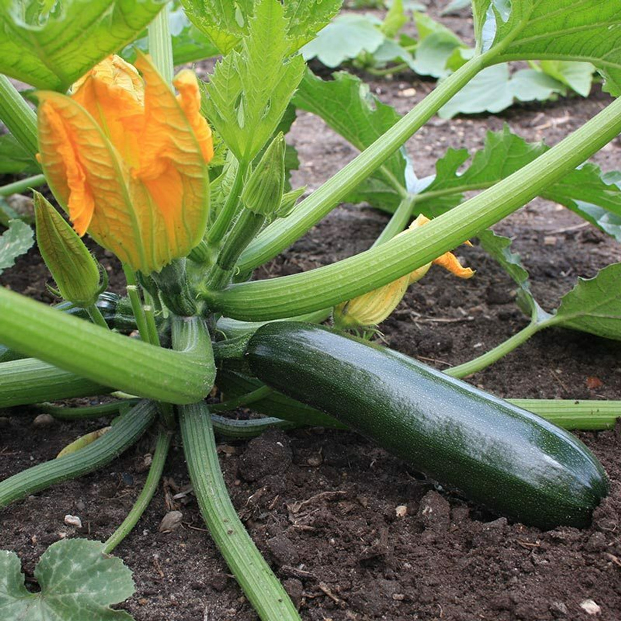 Courgette