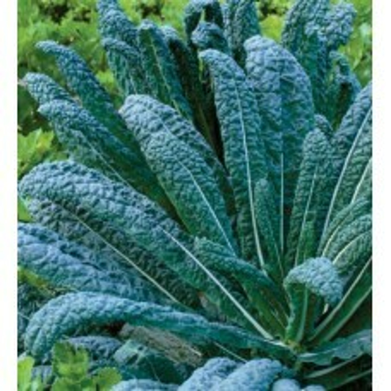 Kale
