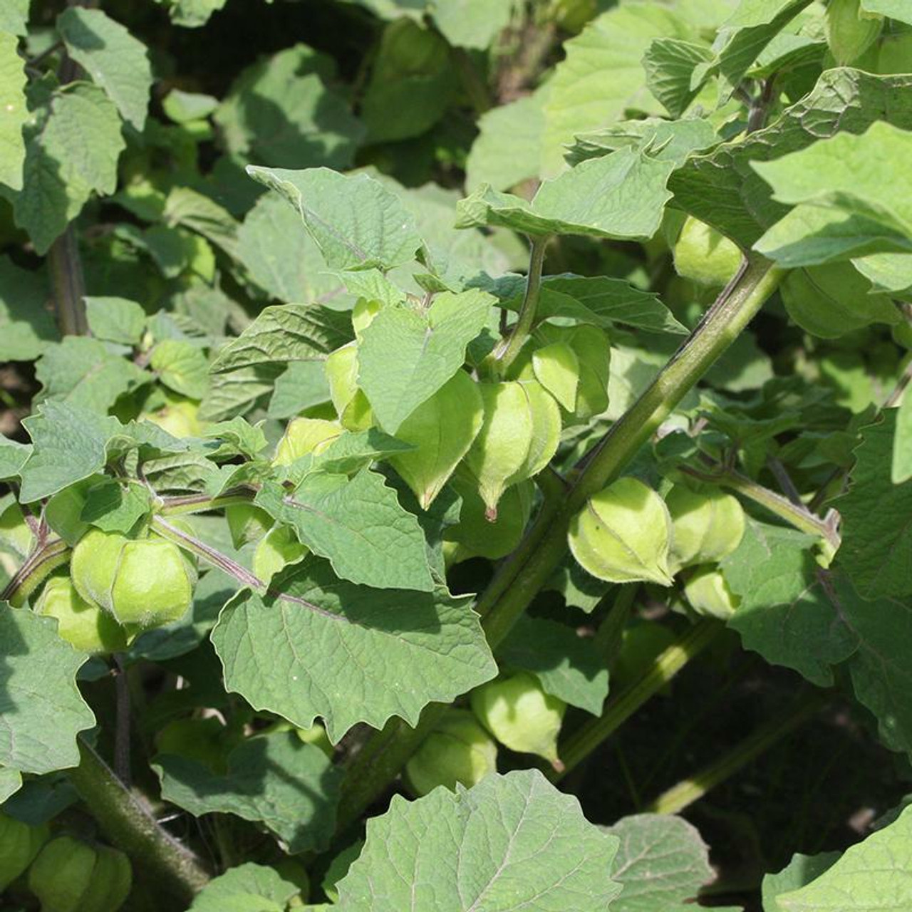 Cape Gooseberry