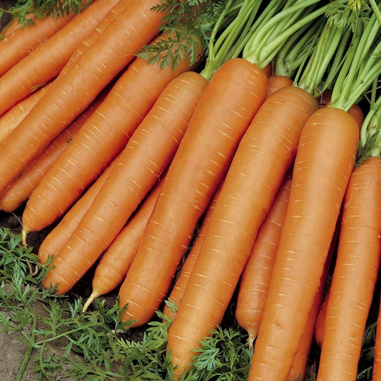 Carrots
