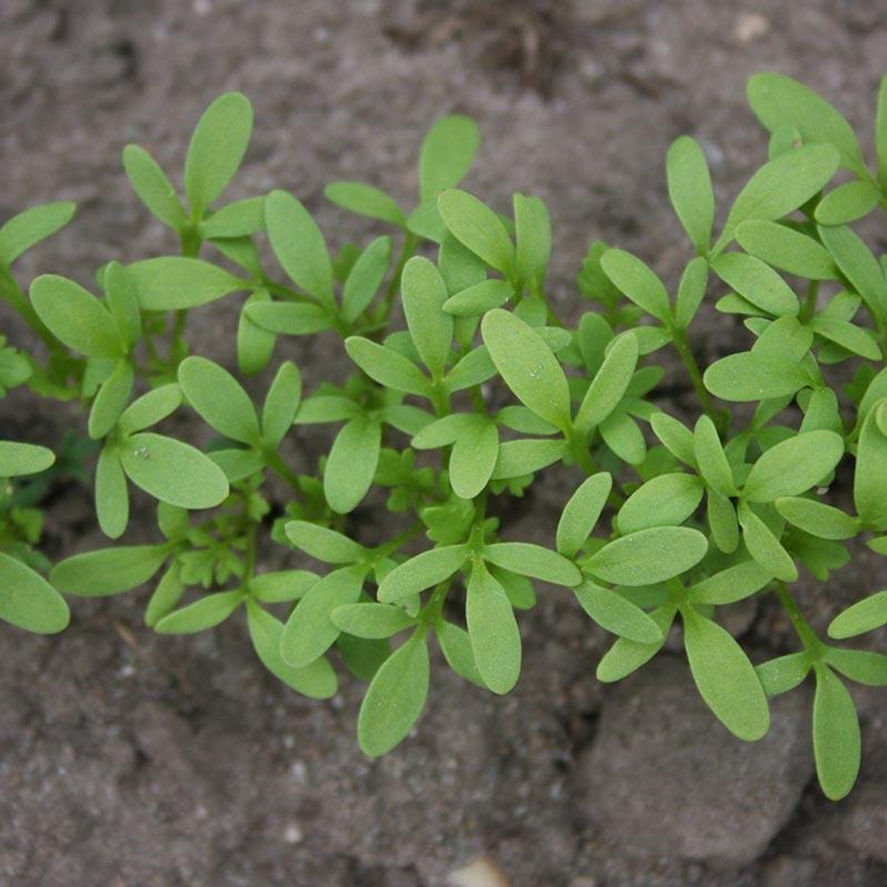 Cress