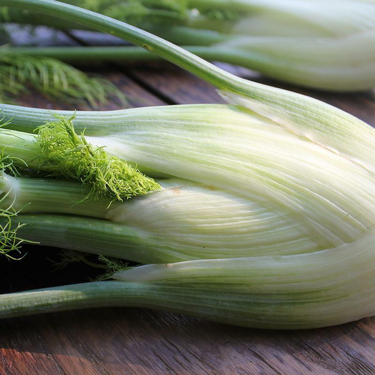 Florence Fennel